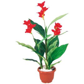 Deko-Kunstpflanzen, Canna Lilie, naturgetreu, echtwirkend, ohne Übertopf, Höhe: 100 cm Produktbild 0 L