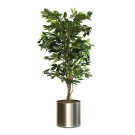 Kunstpflanze Ficus Benjamina H 1500 mm Produktbild 1 S